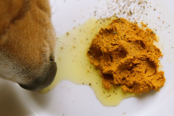 Kurkuma für Hunde: Hundeschnauze neben einem Napf mit Kurkuma und Öl