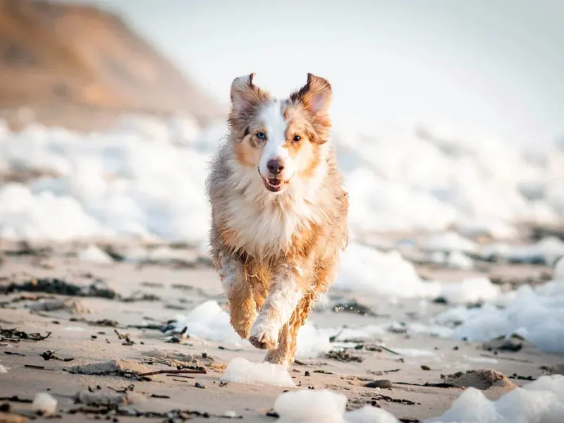 Hund läuft am Strand an der dänischen Nordseeküste