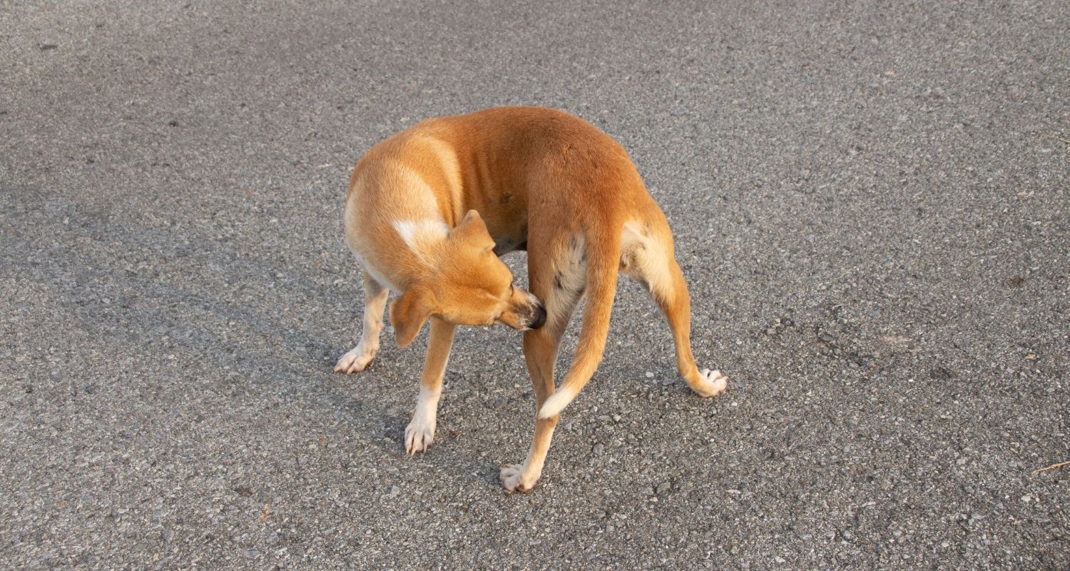 Hund läuft im Kreis Das sind die Gründe edogs Magazin