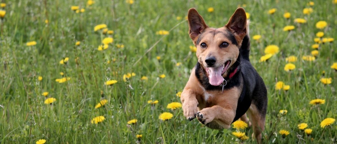 Hund läuft auf einer Wiese mit Löwenzahn