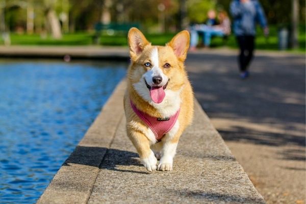 Hund kosten: Fellnase läuft neben Wasser