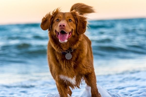 Hund läuft am Meer