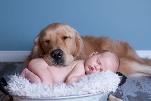 Hund legt Kopf behutsam auf einen Säugling