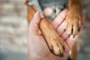 Hund legt Pfote auf mich - Was bedeutet es? | edogs Magazin