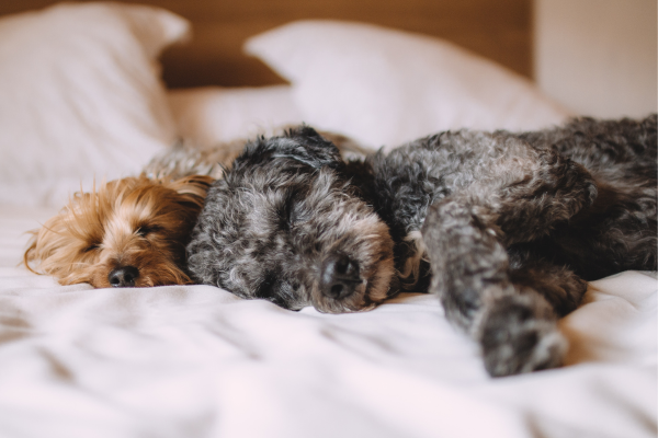Zwei Hunde liegen auf einem Bett und haben die Augen geschlossen.