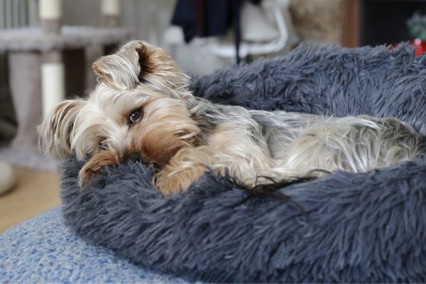 Hund liegt in seinem Körbchen und schaut in die Kamera.