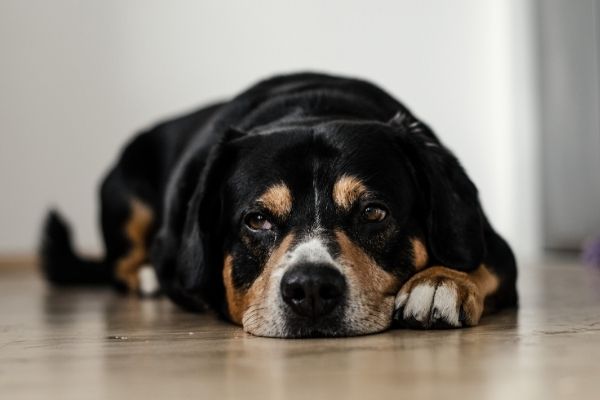 Blasenentzündung: Hund liegt auf dem Parkettboden