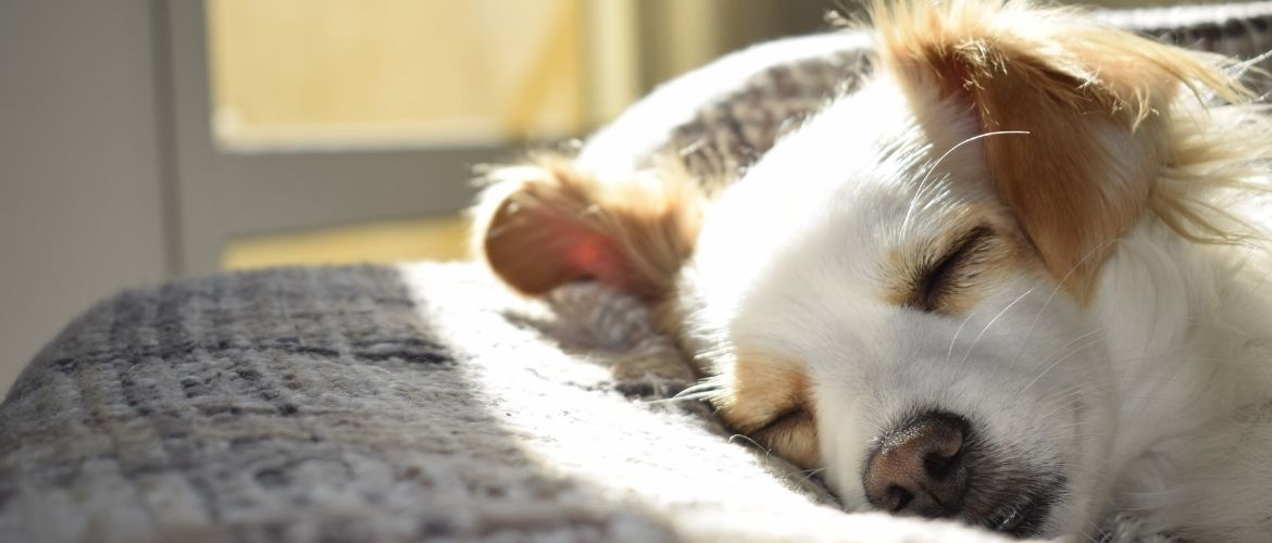 Hundekrankheiten: Hund liegt schlafend im Körbchen