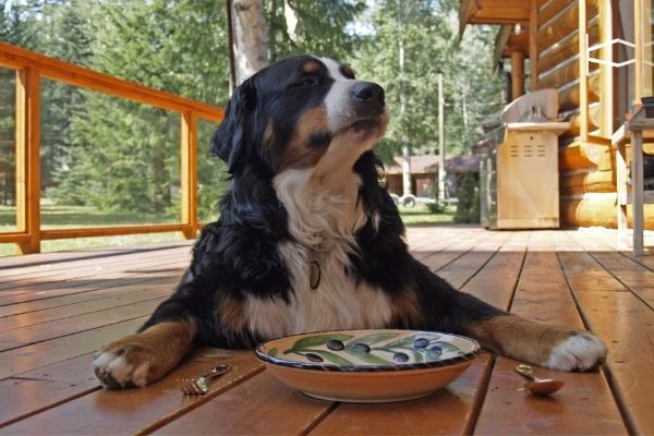 Hund liegt vor einem leeren Teller und blickt nach oben