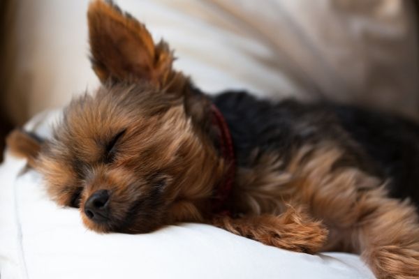 Hund mit Lipom liegt auf einem Sofa