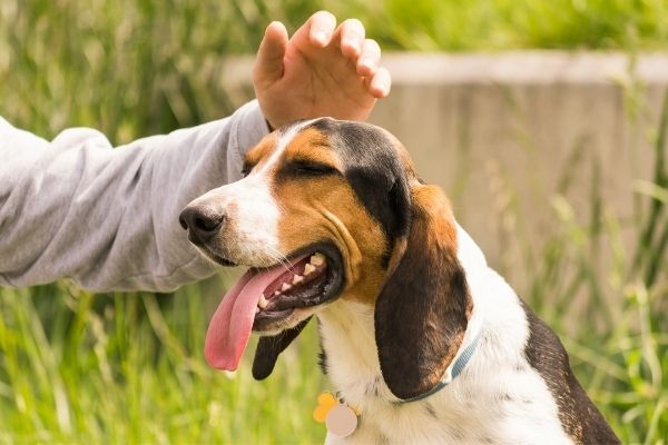 Hund maßregeln: Vierbeiner wird gestreichelt