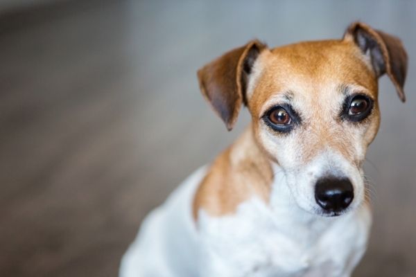 Allergie: Hund schaut traurig