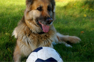 Schäferhund mit Ball auf dem Rasen