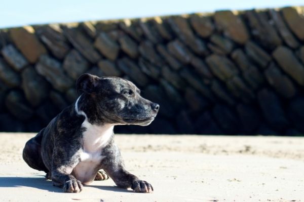 Blähungen Hund: Vierbeiner liegt auf dem Boden