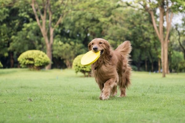 Hund mit Frisbee