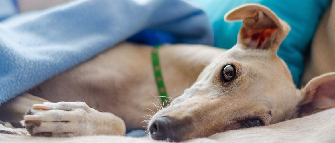 Hund mit Lebererkrankung