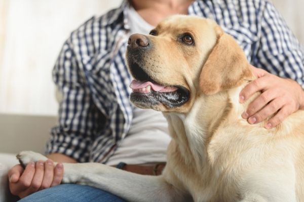 OCD: Hund mit Mann