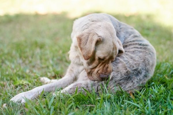 Hund mit Morbus Addison