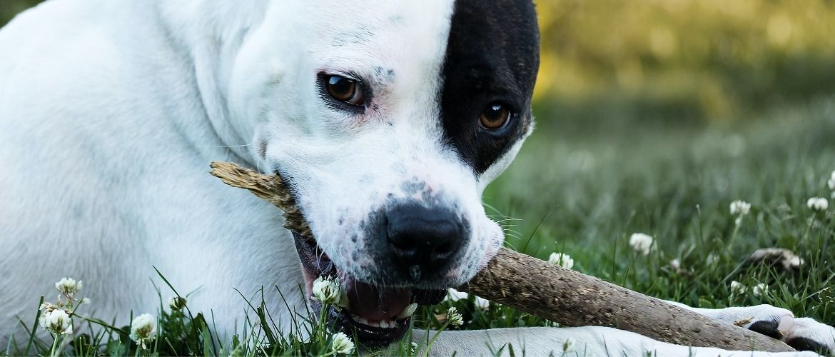 Sicherer Hundekauf: Hund mit Stock im Mund