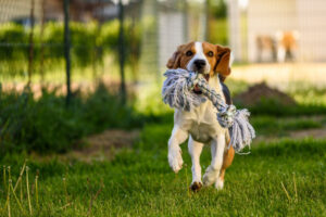 Hund mit Tau