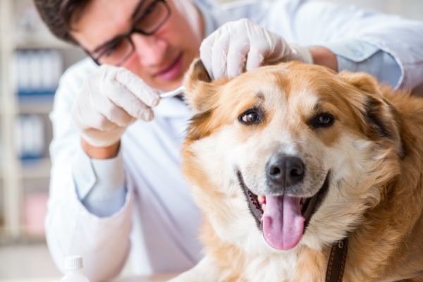 Hund mit Warze beim Arzt