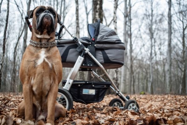 Hund neben Kinderwagen