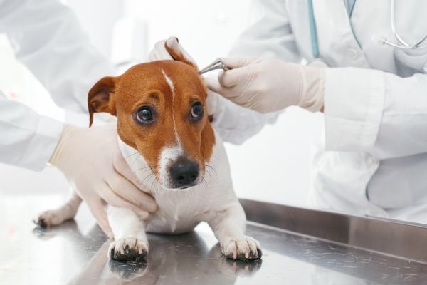 Hund mit Ohrbilden wird behandelt