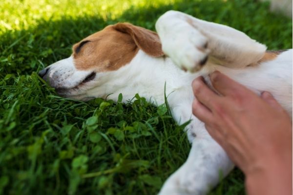 Hund pupst: Vierbeiner wird am Bauch gestreichelt