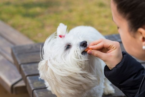 Hund richtig maßregeln mit Belohnungen