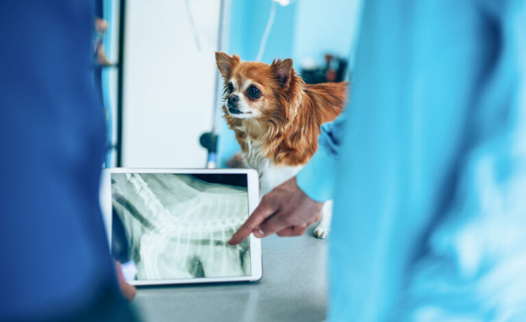 Hund röntgen – Ablauf, Risiken und Kosten