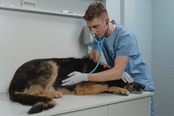 hund-röntgen-tierarzt-untersuchung (1)