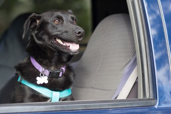 Welpe Autofahren: Hund schaut aus einem blauen Auto