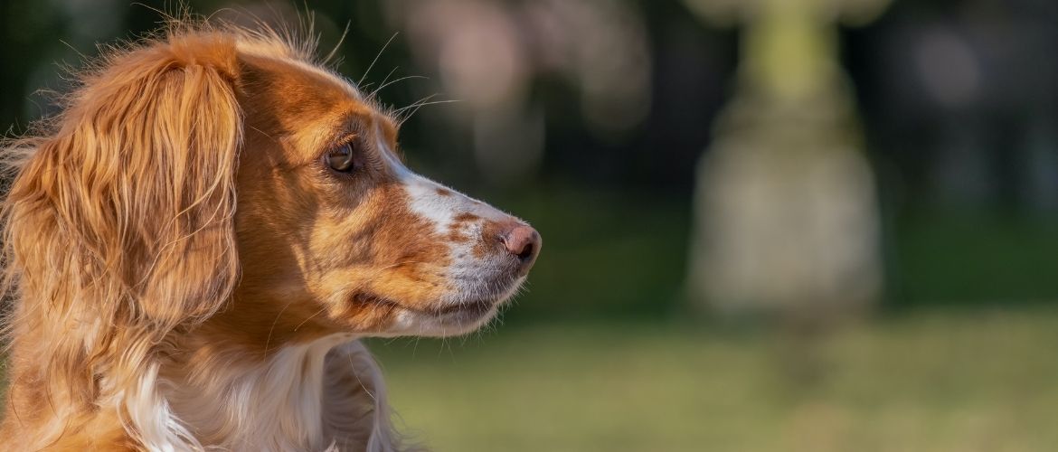 Zecken entfernen: Hund schaut zur Seite