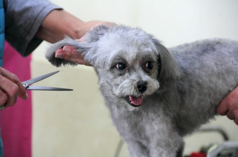 Hund scheren