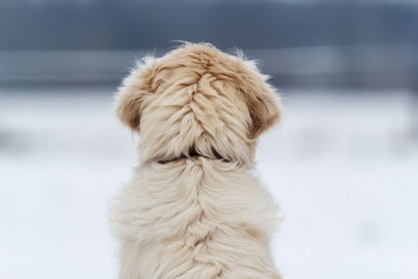 Hund scheren: Fellnase von hinten