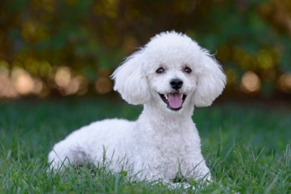 Hund scheren: Pudel auf einer Wiese