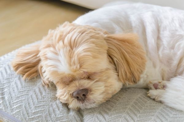 Wie lange schlafen Hunde: Fellnase schläft auf Kissen