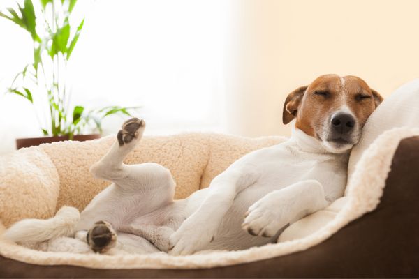 Hund liegt in einem Hundebett und schläft. Er hebt ein Bein in die Luft.