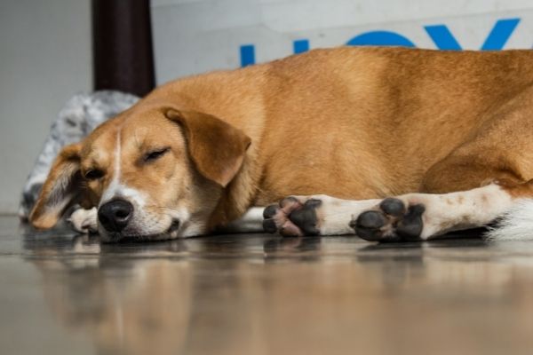 Hund schläft mit offenen Augen auf dem Boden