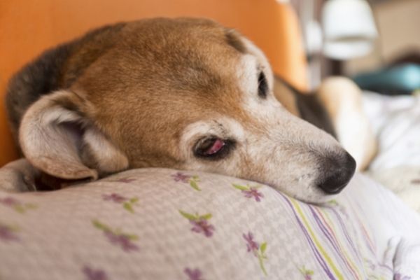 Hund schläft mit offenen Augen auf Decke