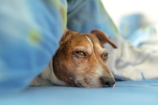 Hund schläft mit offenen Augen unter der Decke