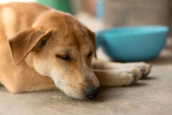 Hund schläft neben Napf