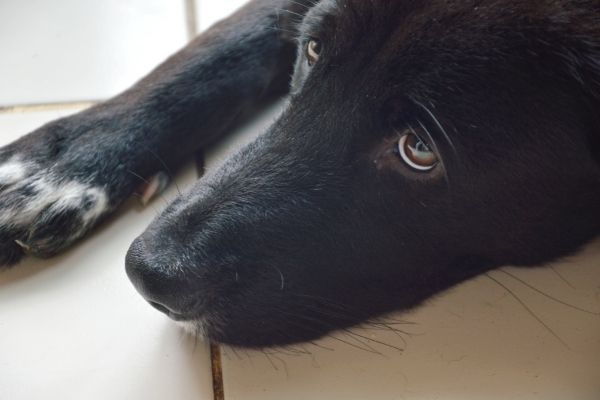 Hund schläft nicht: Hund liegt auf dem Boden