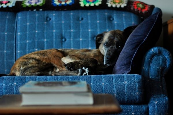 Hund schläft nicht: Hund liegt auf dem Sofa