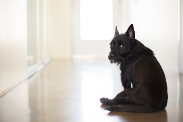 Hund schläft nicht: Hund sitzt auf dem Boden