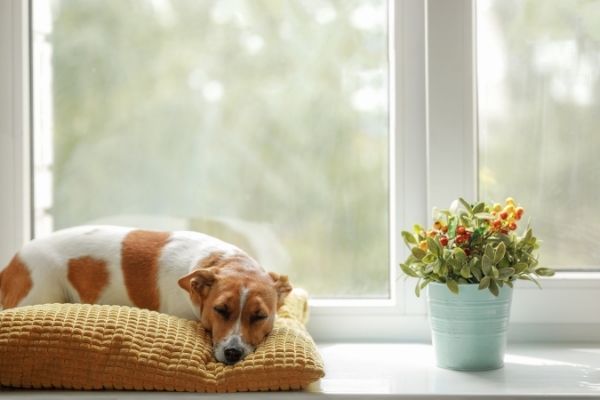 Hund schläft viel: Hund schläft auf Kissen auf Fensterbank
