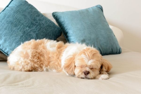 Hund schläft viel: Hund schläft auf Sofa