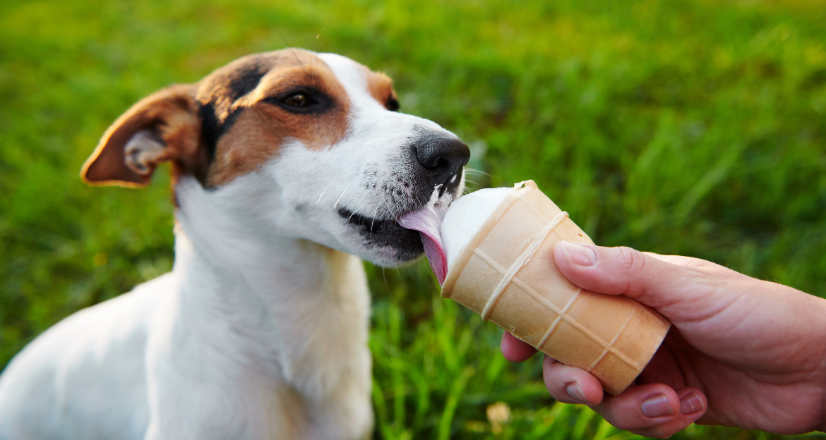 DIY Eis für Hunde selber machen edogs