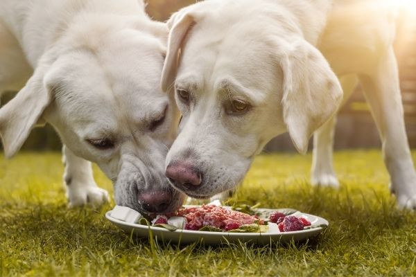 Hund schlingt Futter runter was tun