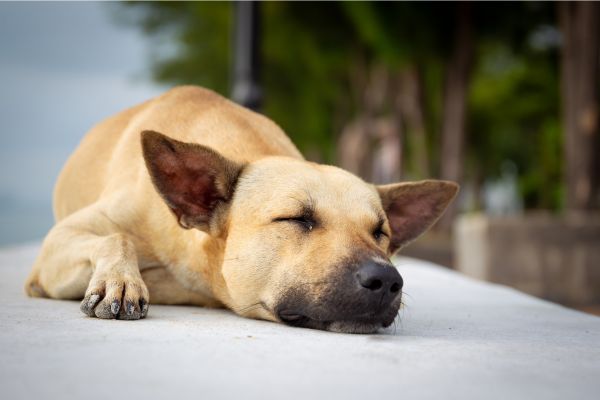 Rückenschmerzen beim Hund: Ein Hund liegt auf dem Boden und hat die Augen geschlossen